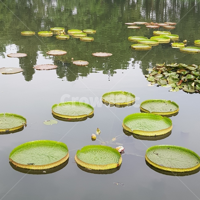 plant,연꽃,연잎,식물,공원,자연,풍경,nature,landscape