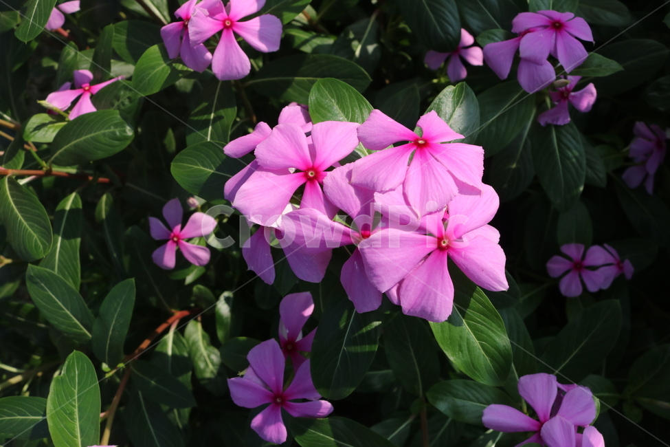 flower,식물,꽃,blossom,geranium
