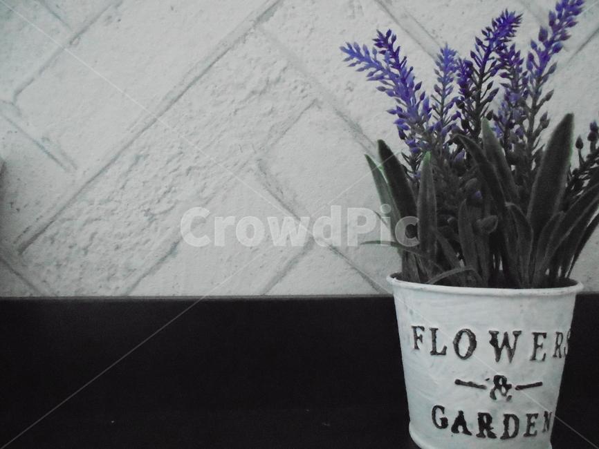 꽃,아름다움,자연,자연물,보라색,natuer,flower,식물,자연,plants,nature,꽃,flower,실내용화초,화분,화초,house plant