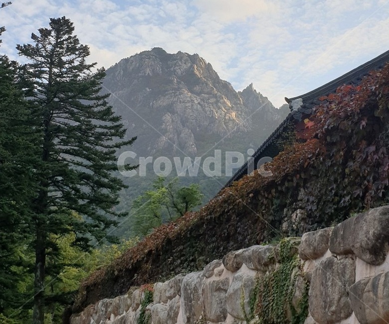 나무,자연,산,tree,식물,자연,풍경,nature,landscape