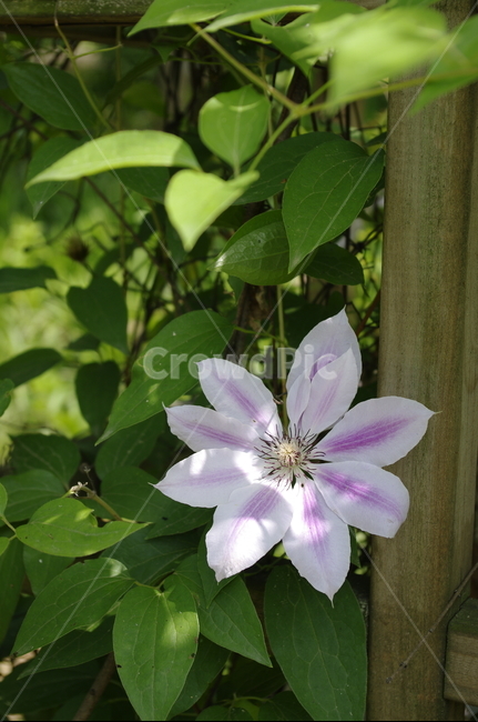 초록,잎,꽃,flower,식물,plant,계절,봄,spring,클레마티스,color,식물,자연,plants,nature,꽃,flower