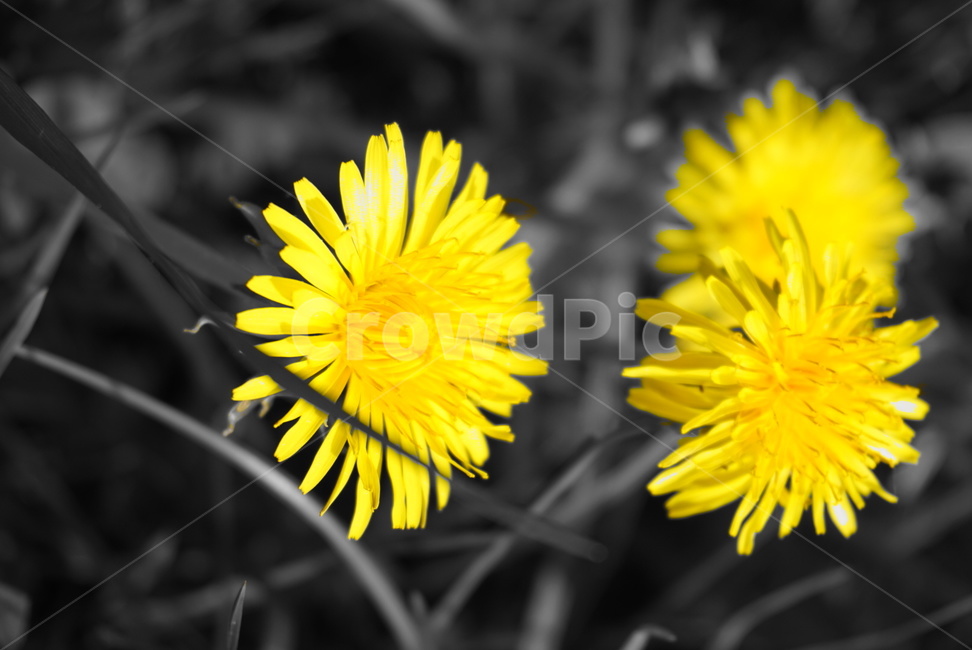 식물,꽃,들꽃,야생화,자연,flower,노란꽃,봄,yellow,식물,자연,plants,nature,꽃,flower