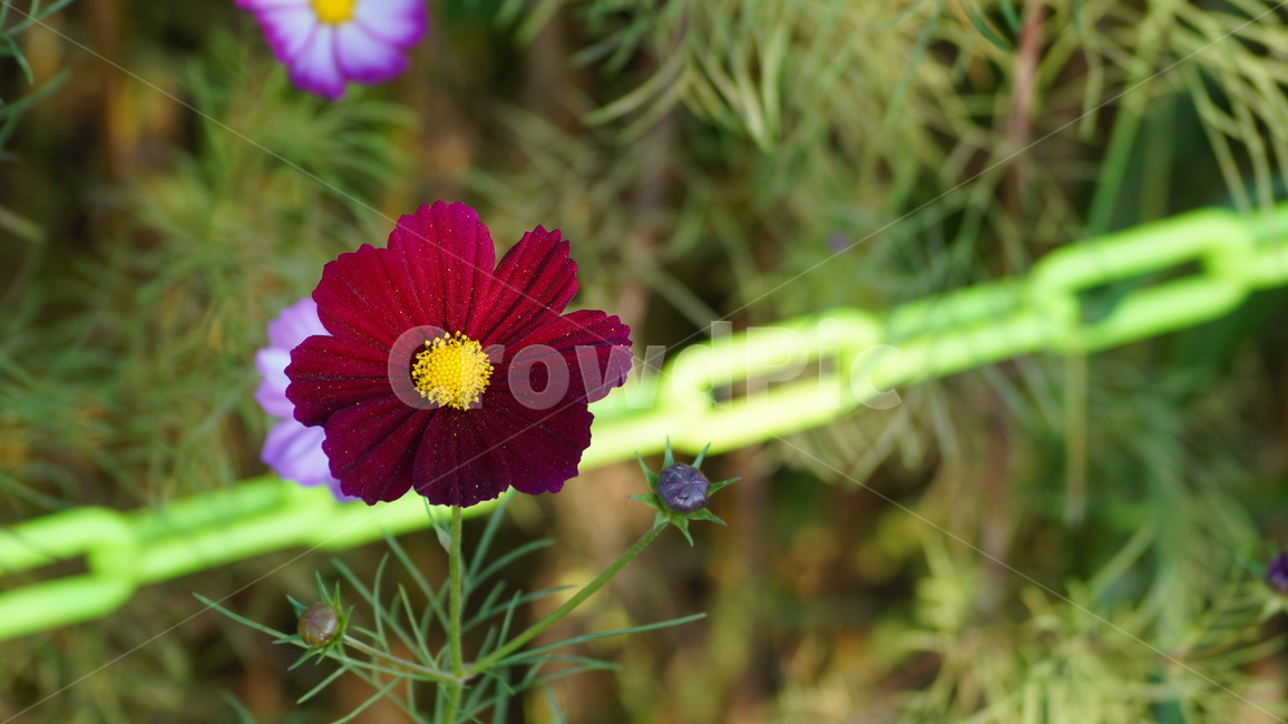 코스모스,꽃,꽃길,코스모스축제,식물,가을,계절,fall,autumn,season,식물,자연,plants,nature,꽃,flower,plant