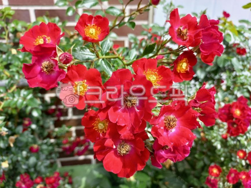 찔레꽃,붉은찔레꽃,붉은꽃,꽃,꽃잎,정원,꽃밭,화단,넝쿨장미,울타리,flower,petal