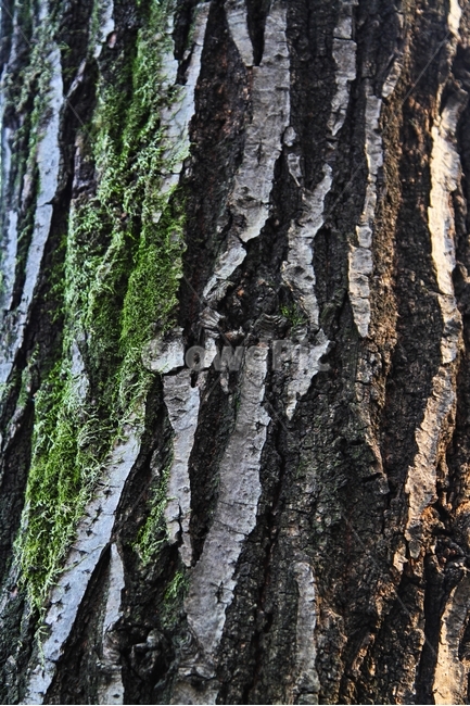 나무,나무껍질,나무껍데기,이끼,나무표피,식물,자연,plants,nature,나무,trees,wood,텍스처,질감,패턴,texture,pattern