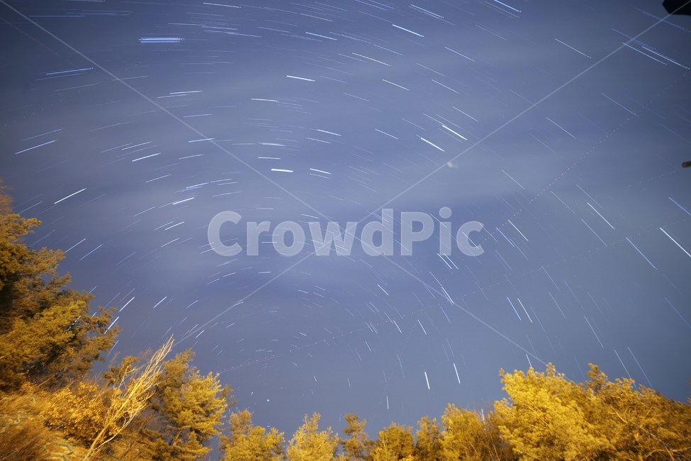 충북,음성,나무,별궤적,별,별일주,자연,풍경,nature,landscape,야경,밤,nightscape,night,tree,plant,식물,conifer,구과 식물,larch,낙엽송
