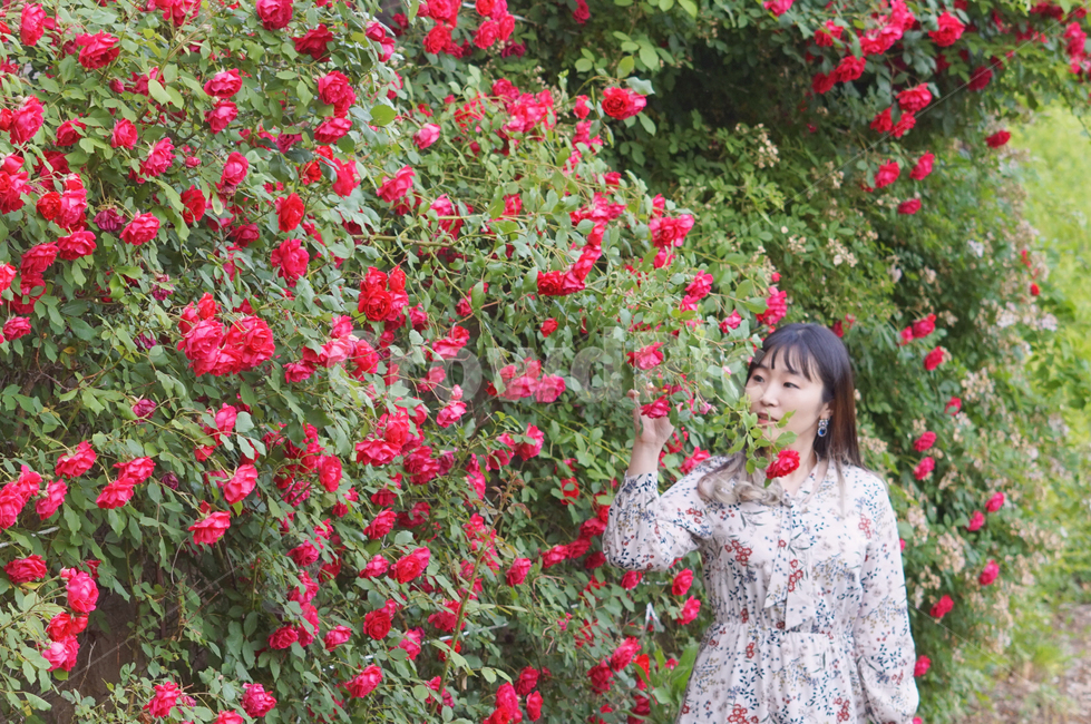 장미,여름,여성,붉은장미,정원,꽃,장미정원,rose,사람,인물,인간,human,person,여성,여자,woman,female,lady