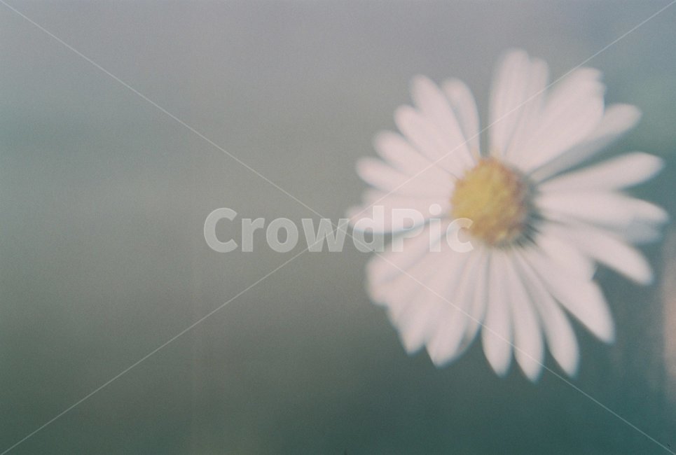 계란꽃,꽃,화이트,옐로우,꽃잎,이파리,식물,자연,plants,nature,꽃,flower