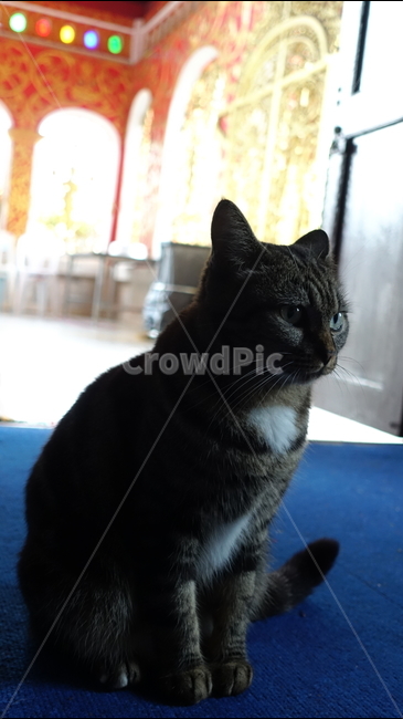 cat,고양이,animal,동물,pet,애완동물,mammal,포유류,초록눈,솜방망이,야옹이,냐옹이
