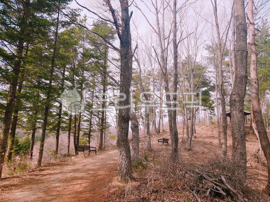 forest, 숲, tree, 나무, plant, 사진,이미지,일러스트,캘리그라피 - 표세작가