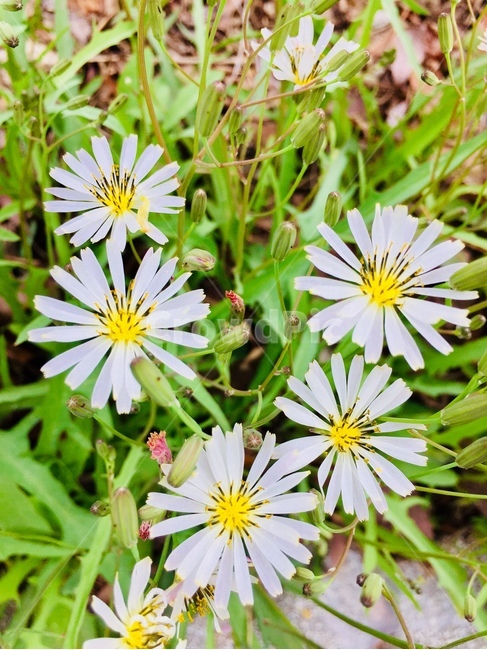 꽃,들꽃,야생화,자연,nature,flower,식물,자연,plants,nature,꽃,flower