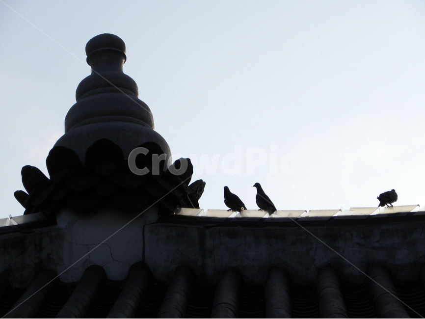 비둘기,새,처마,정자,누각,팔각정,dove,bird,eaves,pavilion,palace,한국전통,한국문화,korean traditional,korean culture,동물,animal,조류,새,birds