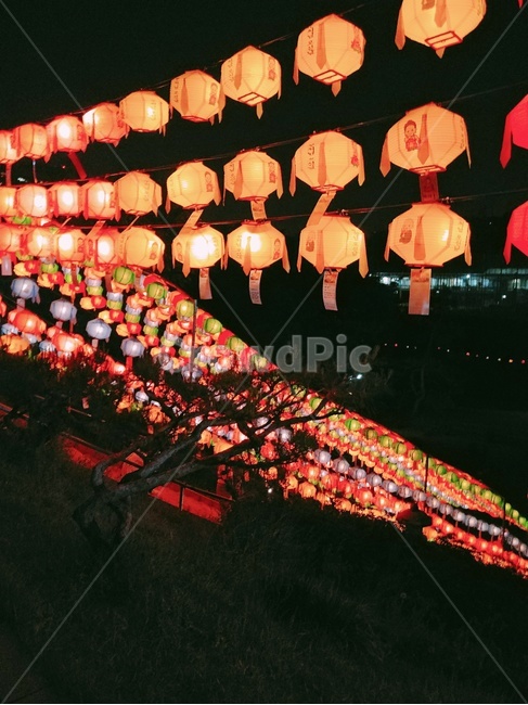 연등,연등축제,불교,불교축제,lamp,festival,lantern,램프,동국대,동국대학교,연꽃,연꽃등