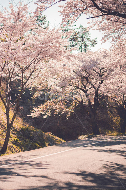 벚꽃,벚꽃나무,그림자,꽃,식물,봄,계절,spring,season,자연,풍경,nature,landscape,감성,sensible,feeling,휴식,힐링,rest,relaxation,healing,plant