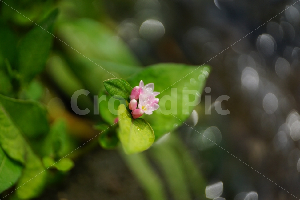 고마리,고마리꽃,야생화,야생식물,식물,자연,꽃사진,꽃,플라워,Ditchpersicaria,flower,flowers,nature,plant,plants,9월,September,가을,가을꽃,autumn,fall,계절,season,이파리,그린,green,녹색,푸른,푸르다,감성,감성사진,힐링,힐링사진,느낌,분위기,feel,feeling,한국자연,한국식물,한국꽃,한국야생화,한국야생식물,한국,korea,풍경,landscape,접사,macro,빛망울,보케,snap,snpshot,스냅,스냅사진,스넵,스넵사진,경치,식물,자연,plants,nature,꽃,flower