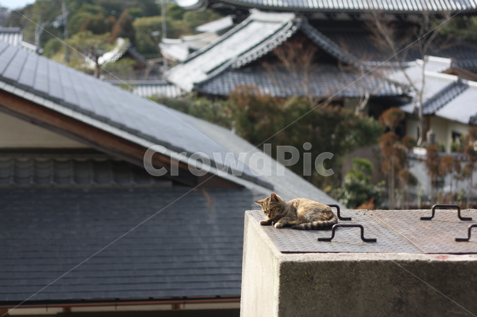고양이,길고양이,낮잠,roof,지붕
