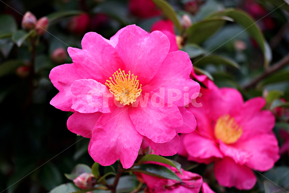 동백꽃,동백,제주동백,flower,꽃,blossom,식물,geranium,제라늄,plant,화분,pollen,식물,자연,plants,nature,꽃,flower