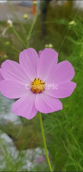 식물,pollen,화분,plant,꽃,식물,자연,plants,nature,꽃,flower