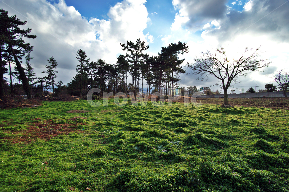 제주,빛내림,자연,구름,숲,목초지,자연,풍경,nature,landscape,제주도,jeju,jeju island,outdoors,옥외,field,들,grassland