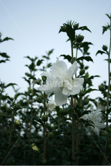 무궁화,식물,flower,plants,nature,꽃,꽃봉오리,식물,자연,plants,nature,꽃,flower