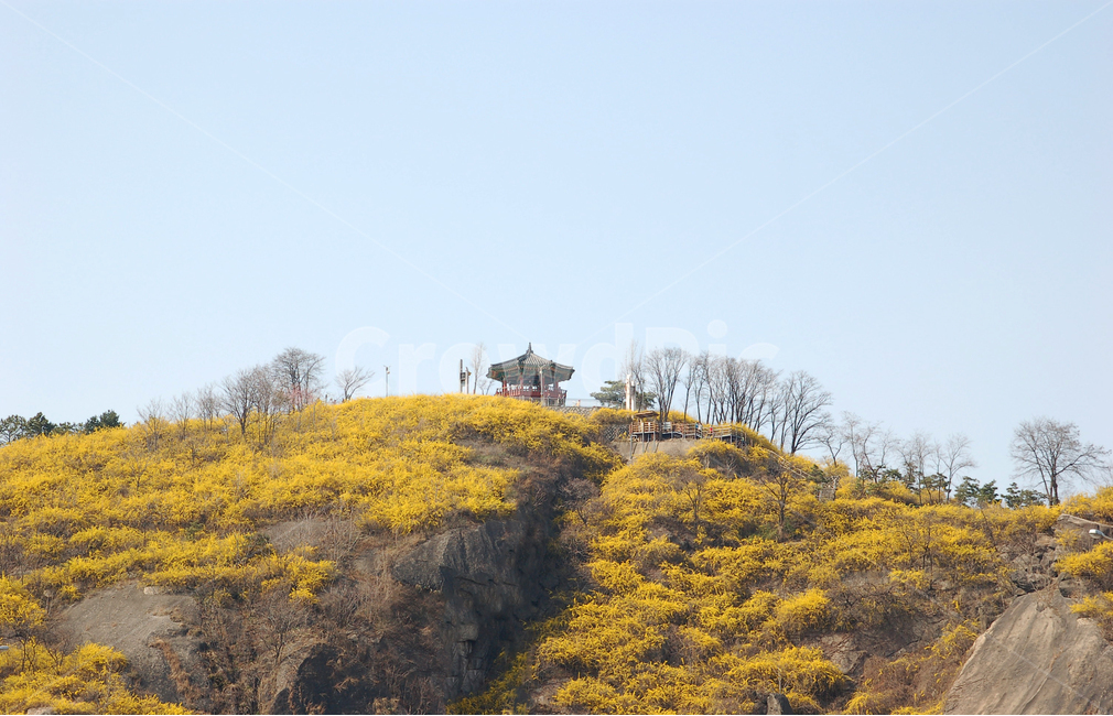 개나리,개나리꽃,산,봄,풍경,봄풍경,꽃,봄꽃,계절,정자,한국,응봉산,서울,배경,백그라운드,노랑,노란,자연,봄,계절,spring,season,자연,풍경,nature,landscape,한국자연풍경,한국자연경관,korea nature landscape,outdoors,옥외,grassland,목초지,field,들