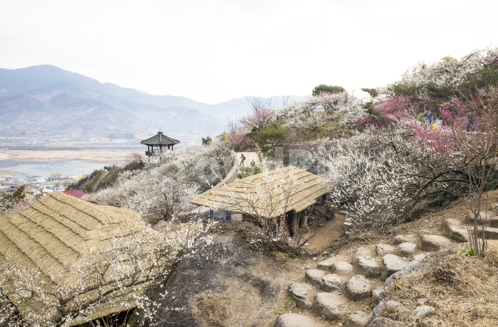 자연,풍경,경치,경관,식물,꽃,봄,봄꽃,매화,매화꽃,매실,하얀,눈꽃,산,야산,동산,농원,매실농원,매화마을,광양,한옥,초가집,초가지붕,전망대,붉은하얀,홍매화,길,골목길,시골,nature,outdoors,옥외,building,건물,오두막,hut,rural,농촌,human,사람,person,자연,풍경,nature,landscape
