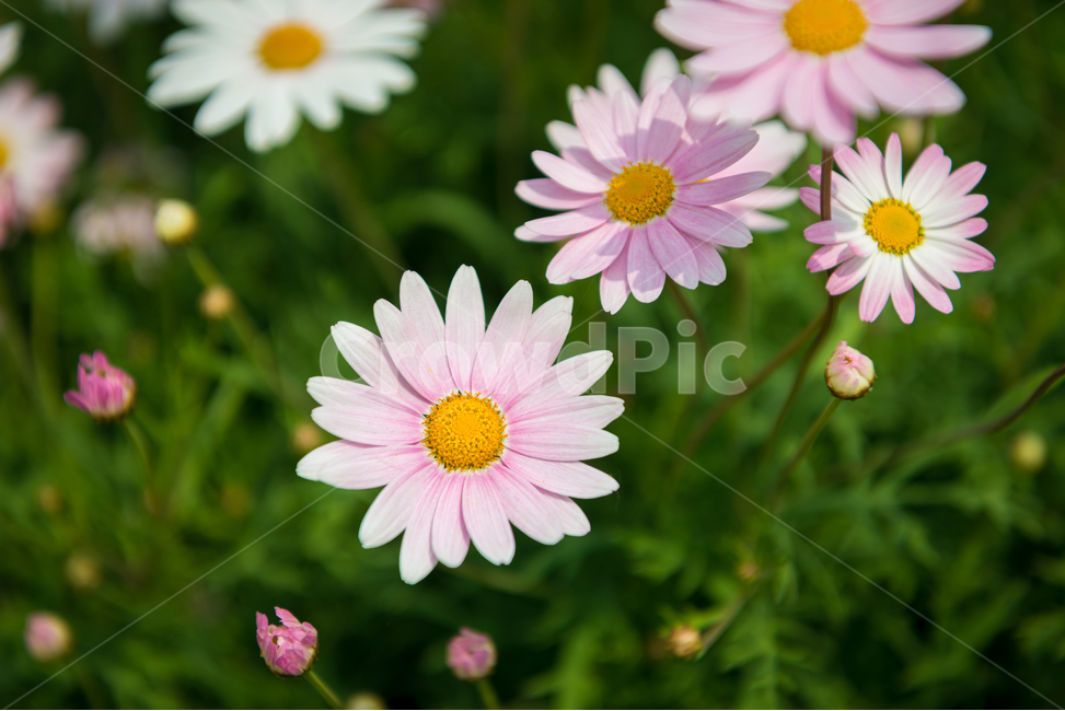 꽃,봄,계절,자연,식물,야외,공원,데이지,spring,nature,핑크,분홍색,pink,풍경,빛,season,plants,flower,감성,sensible,feeling,green