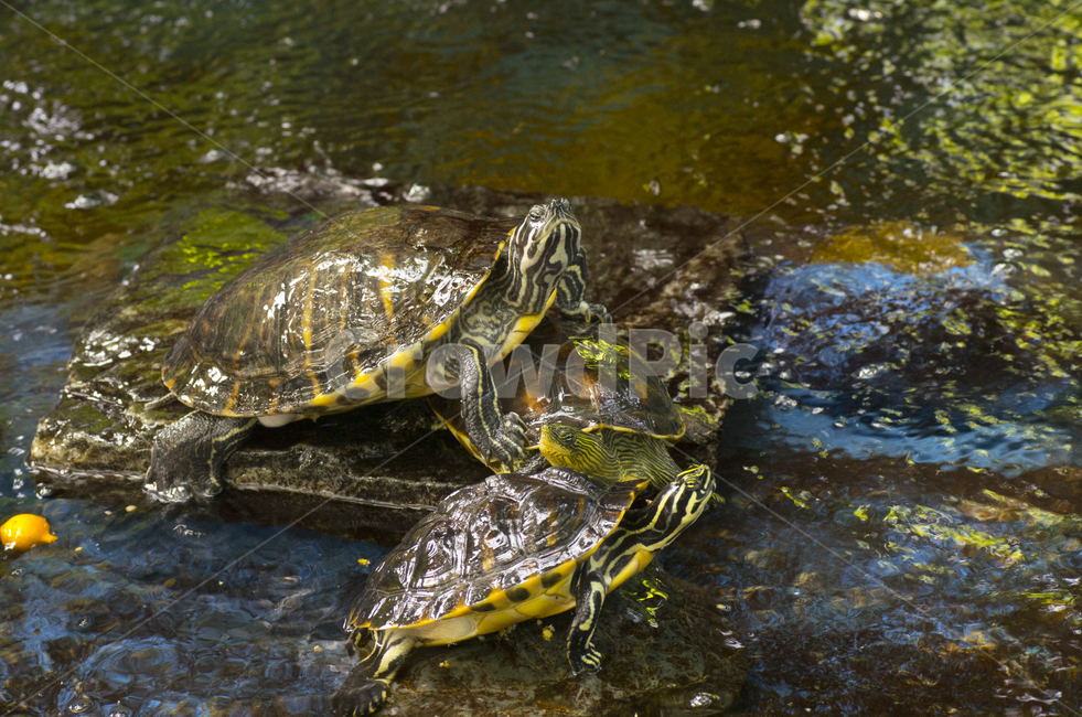 거북이,거북,동물,연못,파충류,동물,animal,파충류,양서류,reptile,amphibian