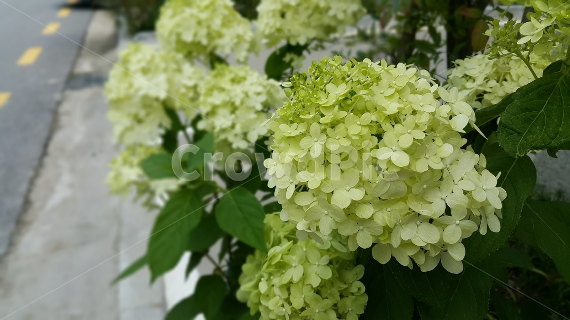 plant,식물,flower,blossom,꽃