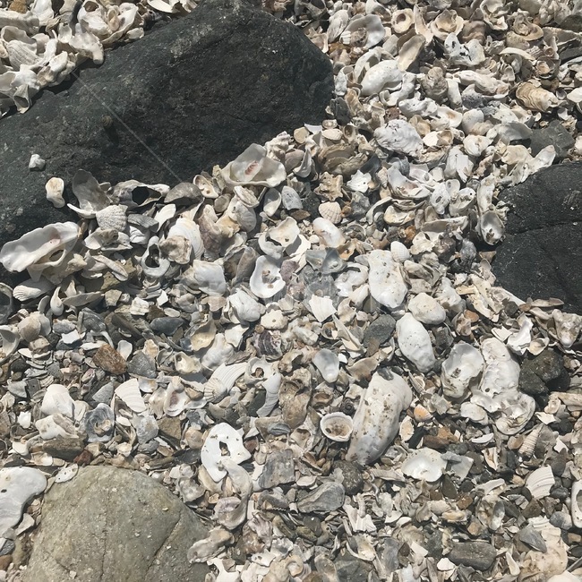 자갈,조개,조개껍질,shell,gravel,pebble