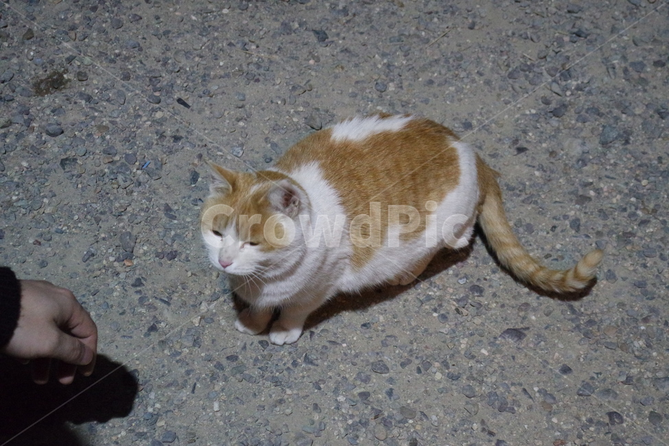 고양이,길고양이,도둑고양이,cat,동물,동물,animal,포유류,mammal,고양이,cat,kitten,kitty