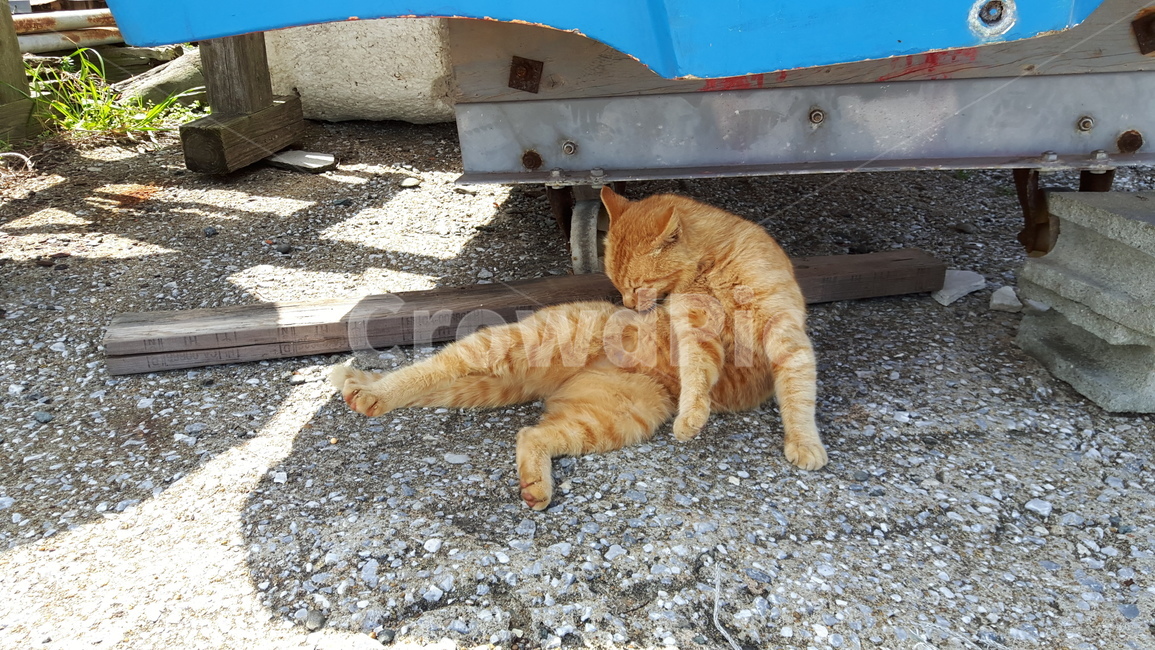 고양이,고양이섬,일본고양이,후쿠오카,아이노시마
