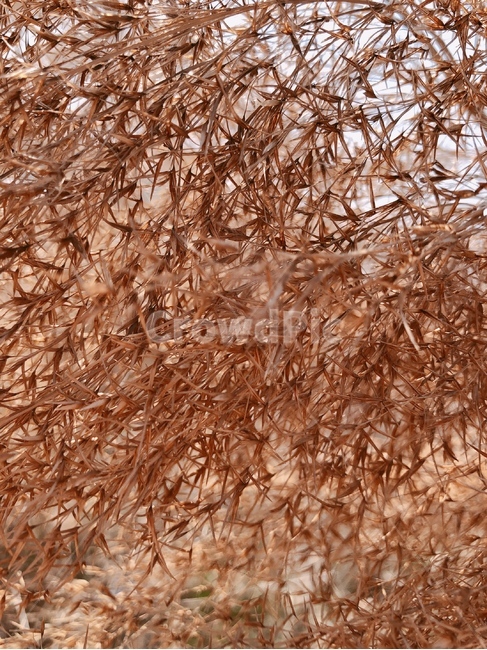 바람,nature,갈대,줄기,잎,commonreed,강가,연못가,무리,여러해살이풀,이른봄,늦은봄,나무,갈색,억새,갈대밭,억새풀,자연