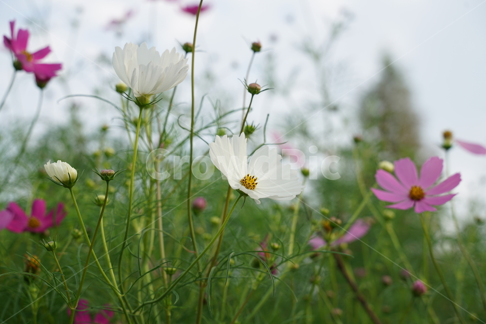 코스모스,cosmos,두상화,국화과,가을,flower,plant,식물,blossom,꽃,식물,자연,plants,nature,꽃,flower