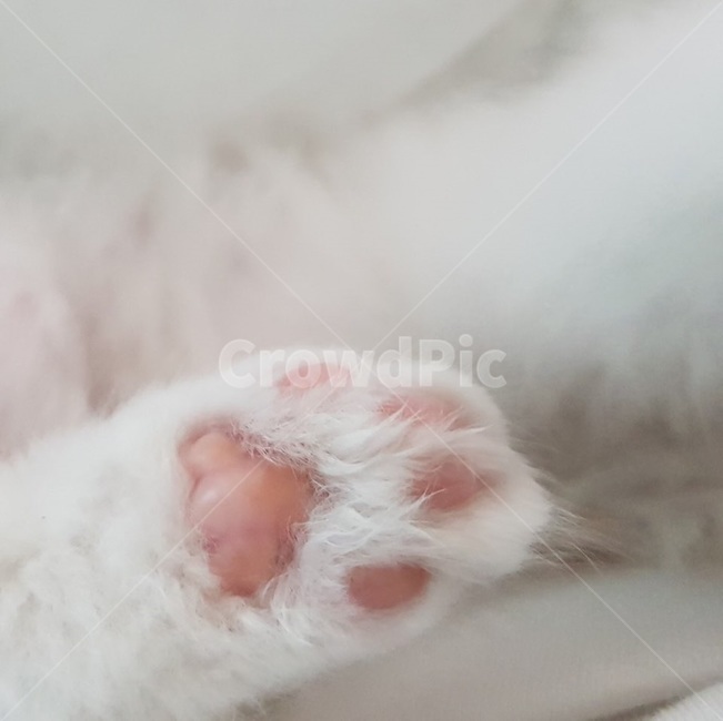 고양이,발바닥,고양이발바닥,고양이젤리,분홍,하양,고양이털,동물,동물발바닥