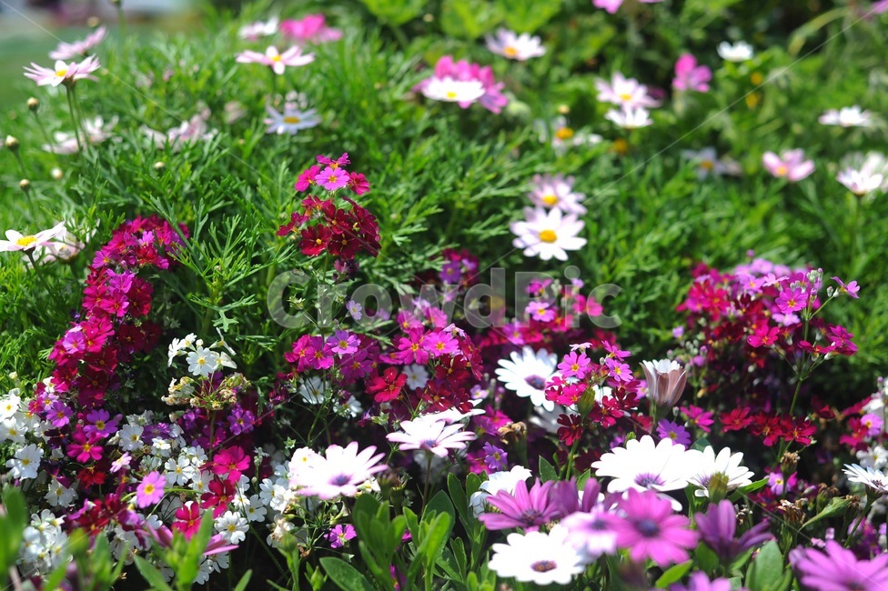 plant,식물,blossom,꽃,flower,식물,자연,plants,nature,꽃,flower