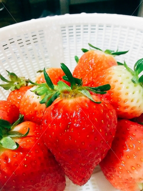 빨강,딸기,제철,새콤새콤,맛있다,음식,식재료,요리,food,cook,meal,dishes,food reserves,과일,열매,fruit,채소,야채,vegetables
