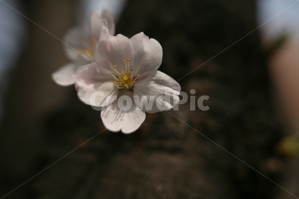 벚꽃,꽃잎,나무,봄,꽃,blossom,plant,식물,geranium,flower,pollen,식물,자연,plants,nature,꽃,flower