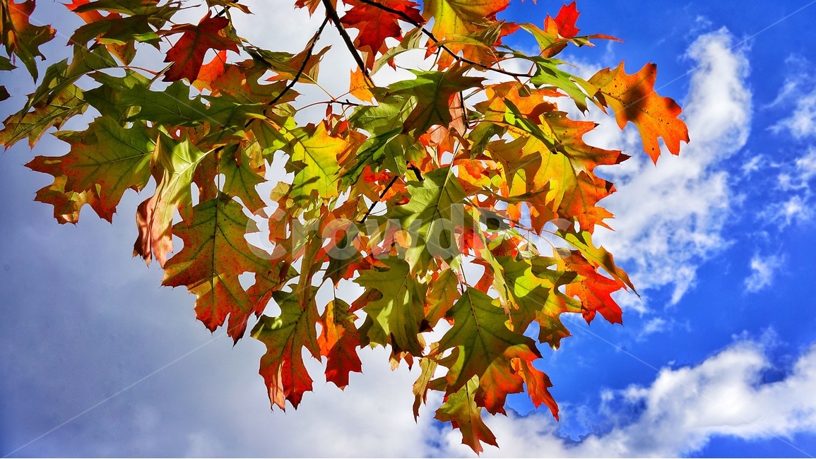 가을하늘,가을단풍,fall,sky,plant,colorfulleaves,가을,계절,fall,autumn,season,식물,자연,plants,nature,leaf,잎,tree,나무