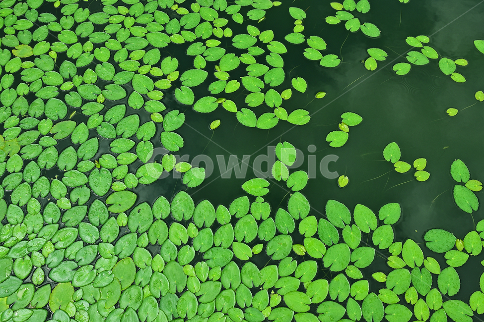 수생식물,식물,패턴,아름다움,waterlily,배경,바탕,백그라운드,녹색,pattern,background,green,노랑어리연,연잎