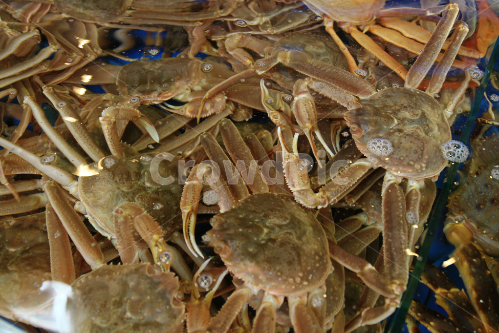 해산물,수산물,수산시장,겨울,대게,시장,마트,마켓,market,mart,market place,동물,animal,수산물,해산물,fishery products,seafood