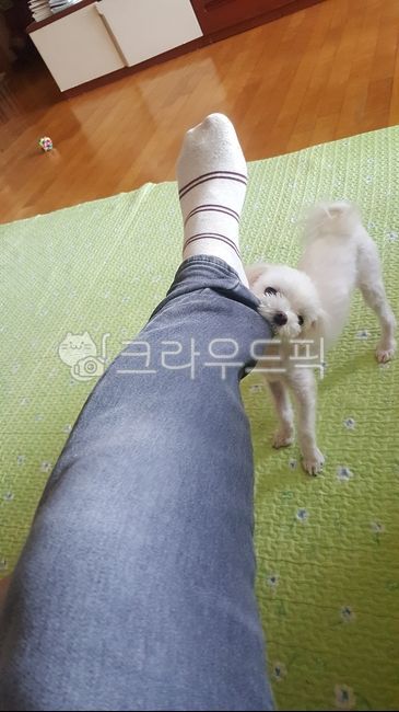 강아지,재롱,동물,바지,pants,말티즈