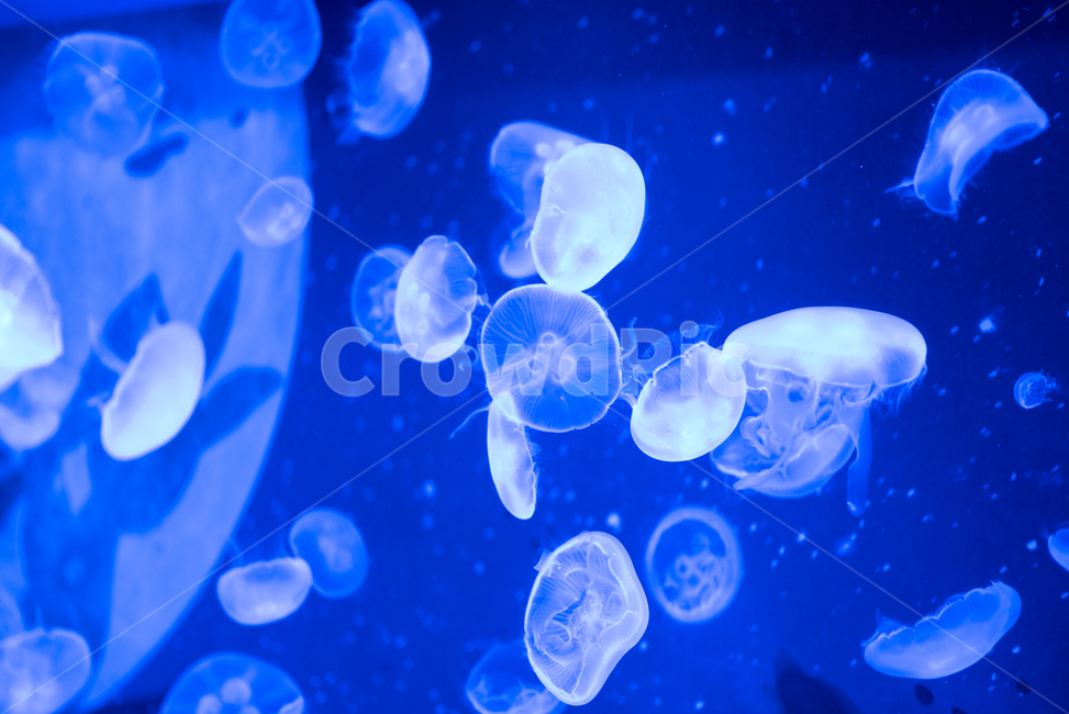 jellyfish,blue ocean,sea creatures,In the sea,marine life