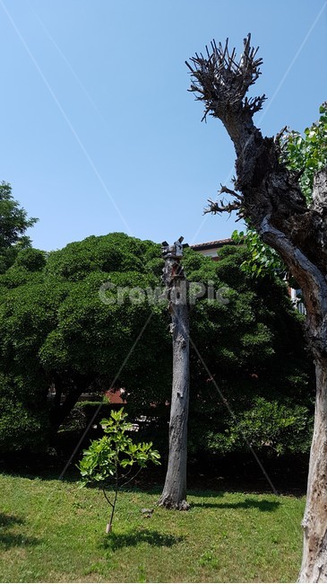 나무,treetrunk,나무줄기,tree,plant,식물,자연,풍경,nature,landscape