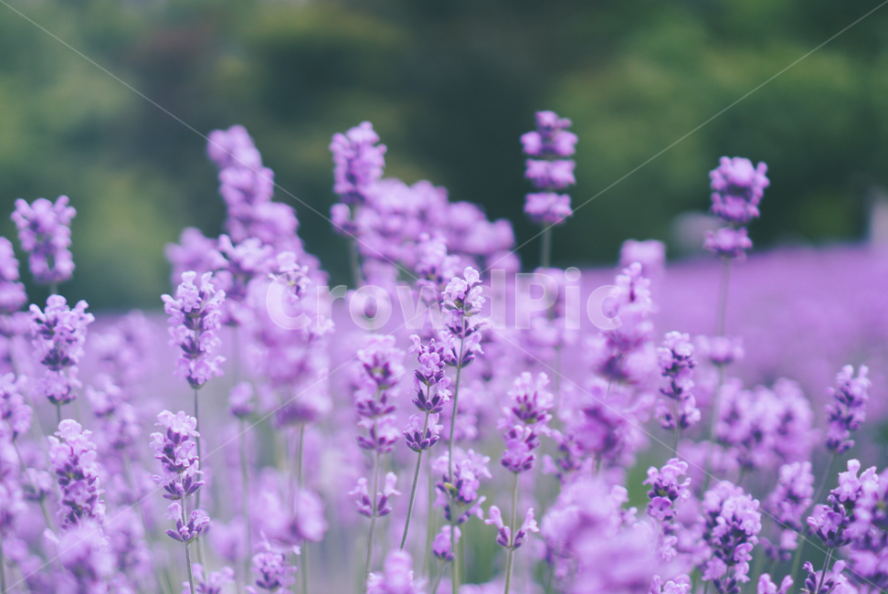 라벤더,라벤더밭,보라,꽃,flower,plant,식물,자연,lavender,blossom,배경화면,배경,식물,자연,plants,nature,꽃,flower