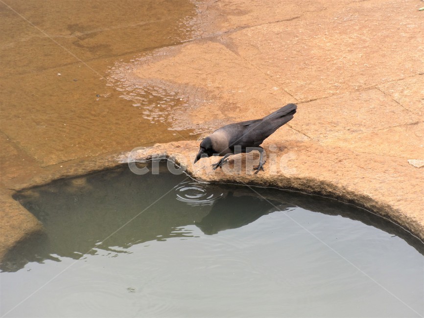 bird,새,animal,목마름,동물,휴식,여유,물,한가로움,한모금,오아시스,감사