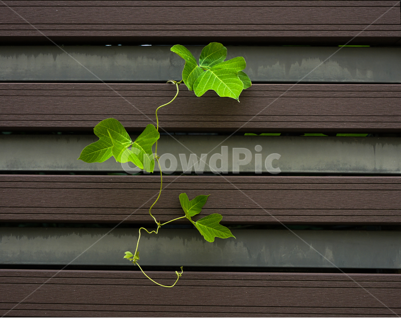 새싹,틈새,칡,넝쿨,식물,공생,설치물,나무판,식물,자연,plants,nature