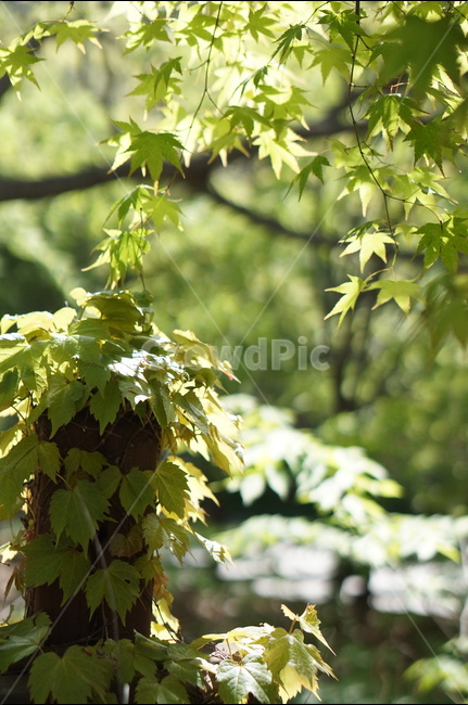 나무,잎사귀,초록,봄,햇살,빛비침,따스함,식물,자연,plants,nature,휴식,힐링,rest,relaxation,healing