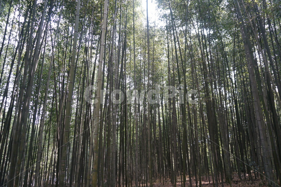 대나무숲,대나무,나무,밤부,대나무숲속,산,식물,자연,plants,nature,나무,trees,wood