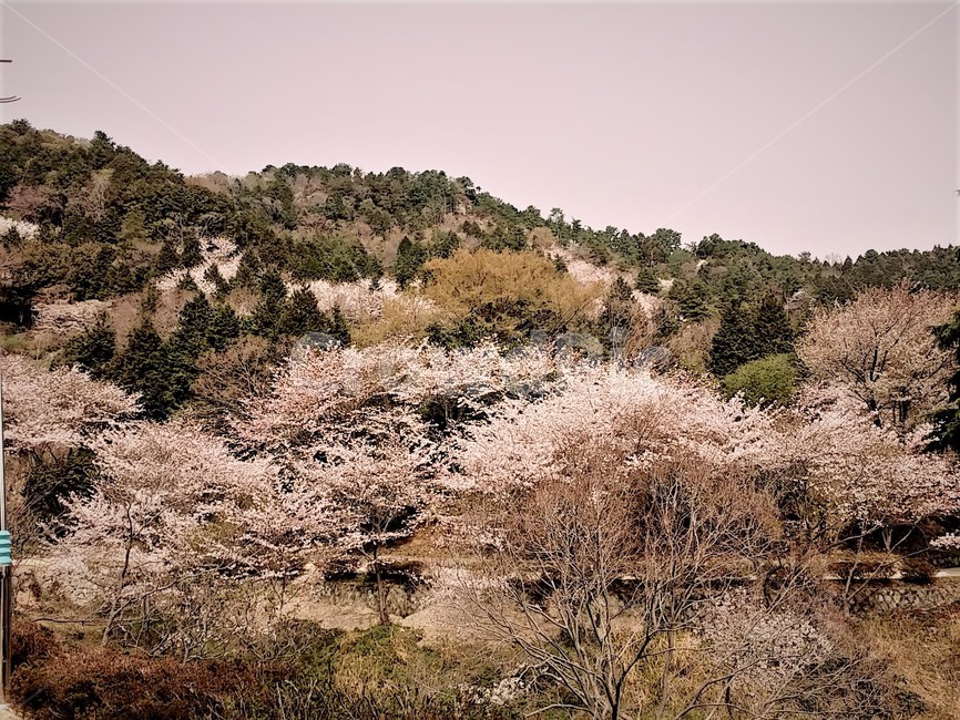 벚꽃,이순신공원,망일봉,꽃길,휴식,느낌,sensible,feeling,relaxation,색깔,색감,색채,colorfeeling,조용한,숲길,숲,사색,재충전,나무,감성,tree,nature,자연,풍경,힐링,rest,healing,식물,산책